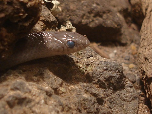 Close-up of a snake's milky eye.