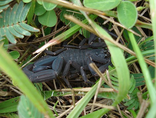 Adult female Centruroides gracilis hiding between grass.