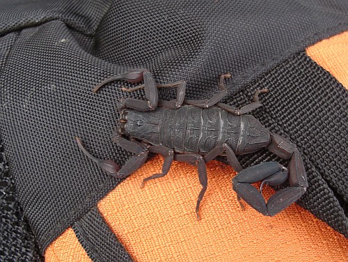 Adult female Centruroides gracilis on my backpack.