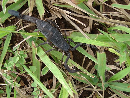 Adult female Centruroides gracilis walking on grass.