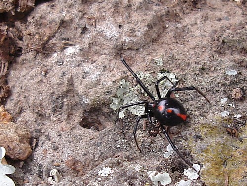 Black widow spider (Latrodectus species).