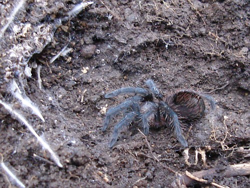 Juvenile tarantula, probably Brachypelma vagans.