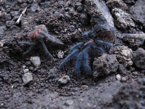 Juvenile tarantula, probably Brachypelma vagans.