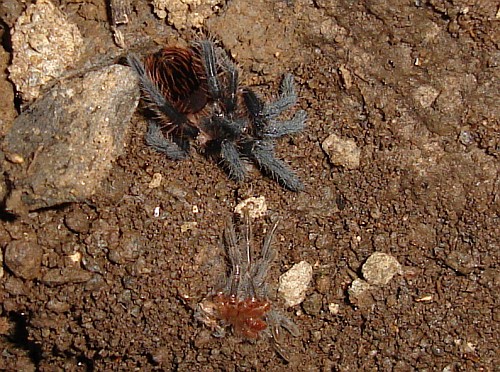 Juvenile tarantula, probably Brachypelma vagans.