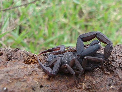 Adult female Centruroides gracilis.