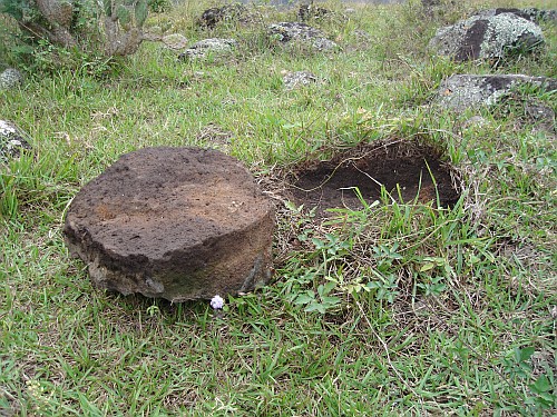 Centruroides gracilis habitat.