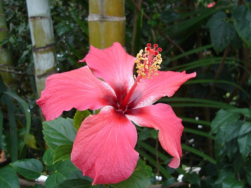 Flower of the Chinese hibiscus (Hibiscus rosa-sinensis).