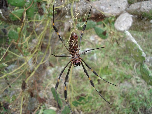 Female Nephila clavipes (Golden orb-weaver).