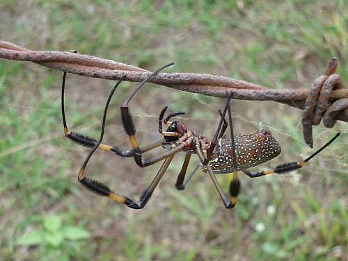 Female Nephila clavipes (Golden orb-weaver).