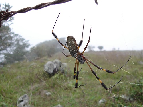 Female Nephila clavipes (Golden orb-weaver).