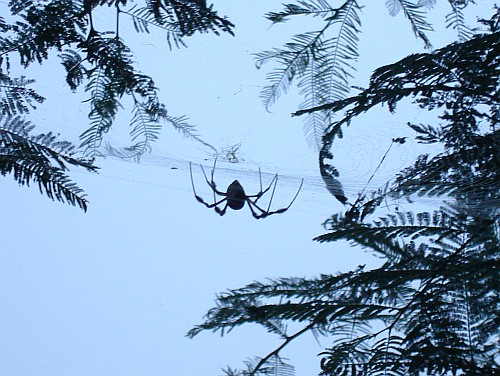 Female Nephila clavipes (Golden orb-weaver).