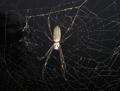 Female Nephila clavipes (Golden orb-weaver).