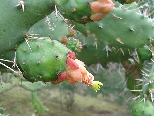 Cactus flowering.