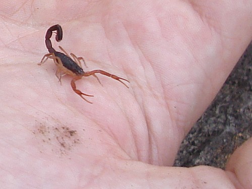 Juvenile Centruroides gracilis on my hand.