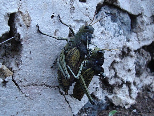 Two grasshoppers mating on a wall.