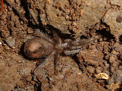 Juvenile tarantula, unknown species.