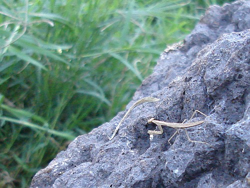 Tiny praying mantis resting on a stone.