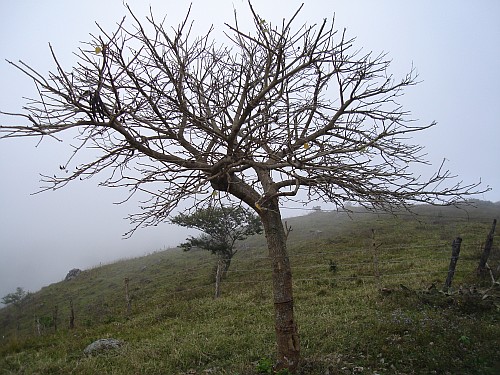 A lonesome tree with heavy fog in the background.