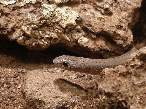 http://johnbokma.com/mexit/2006/12/13/close-up-conopsis-lineata-tolucan-ground-snake.jpg