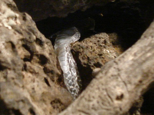 Close-up of shed snake skin.