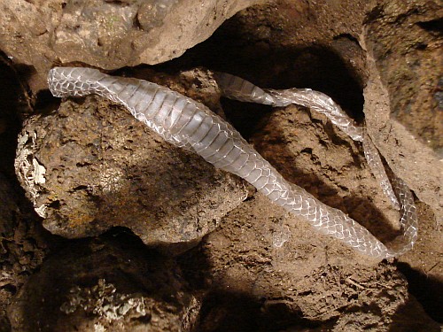 Top view of the shed snake skin.