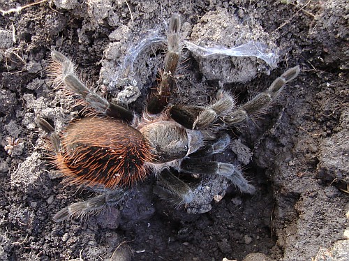 Brachypelma vagans, adult female.