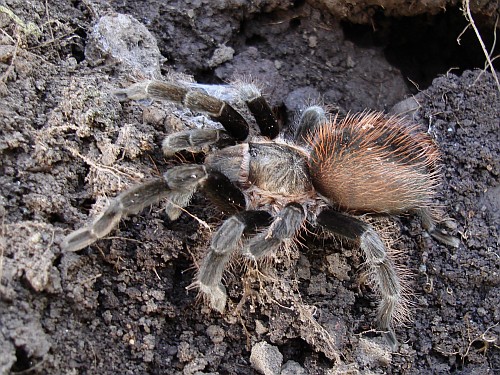 Brachypelma vagans, adult female.