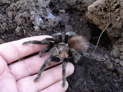 Brachypelma vagans stepping on my hand.