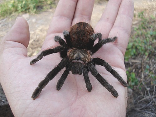 Brachypelma vagans on my hand.