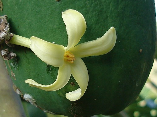 Flower of the Carica papaya resting against a papaya fruit.