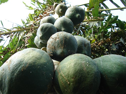Papaya plant (Carica papaya) with fruit.