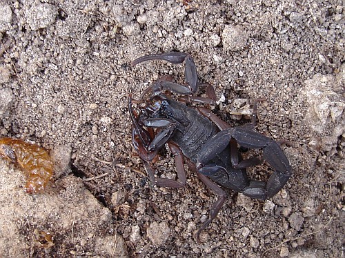 Centruroides gracilis grooming itself.