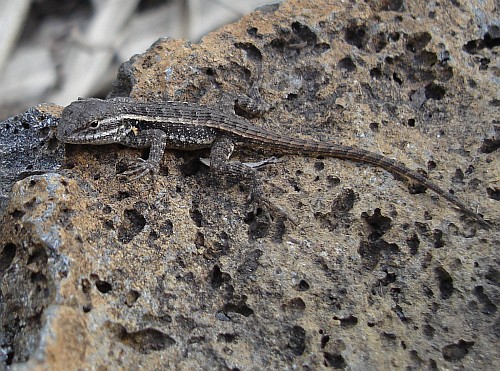 Close-up of a juvenile spiny lizard (Sceloporus sp.).