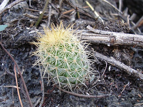 Close-up of a tiny cactus.