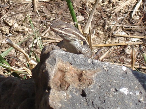 A curious spiny lizard (Sceloporus sp.).