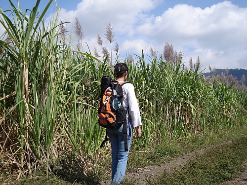 Esme walking along a sugarcane field.