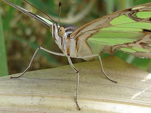 Close-up of the Malachite butterfly.