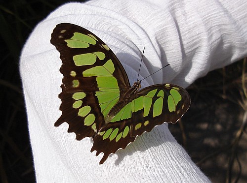 Malachite (Siproeta stelenes) on Esme's arm, close-up, dorsal.