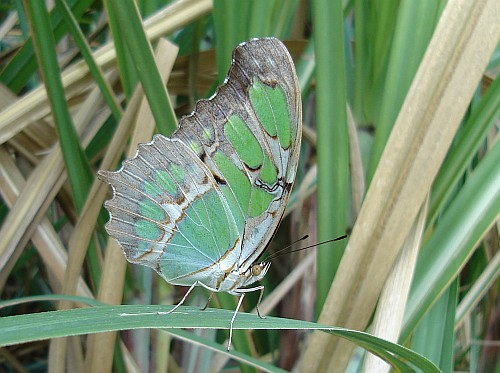 Malachite butterfly on a sugarcane leaf, wings folded, ventral.