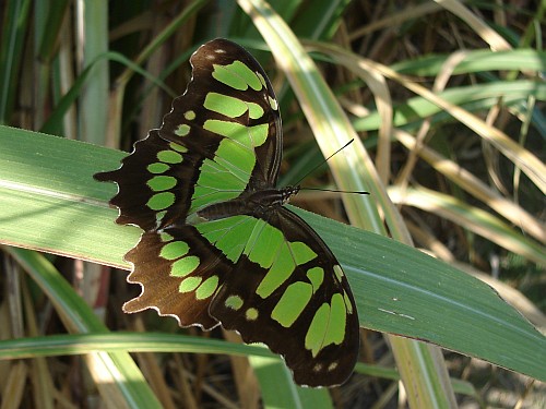 Malachite (Siproeta stelenes), dorsal, on a sugarcane leaf.