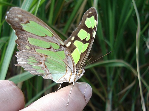 Malachite (Siproeta stelenes) resting on my finger.