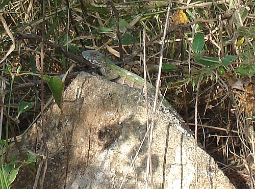 A green iguana resting on a stone.