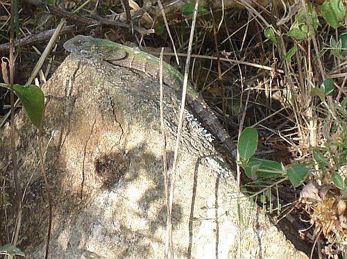 A green iguana resting on a stone.