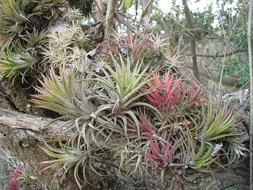 A group of Tillandsias.