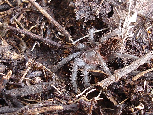 Juvenile Brachypelma vagans.