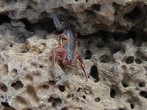Juvenile Centruroides gracilis on a volcanic rock.