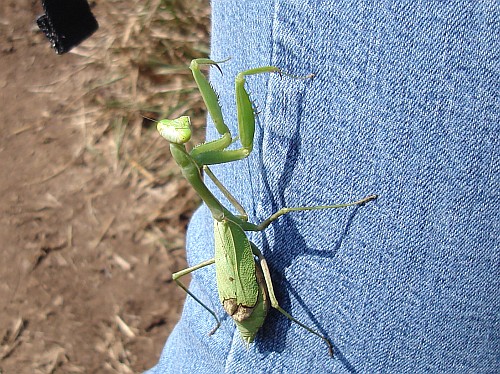 A praying mantis on Esme's leg.