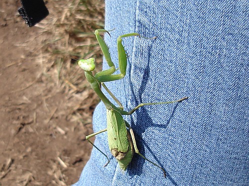 big praying mantis