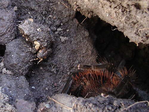 A rain frog and a female Brachypelma vagans (Mexican red-rump tarantula).