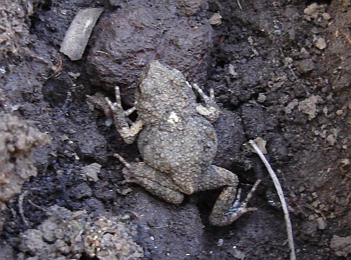 Rain frog species in a tarantula's burrow.